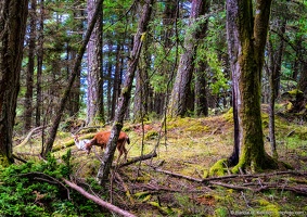 White Fawn, Moran State Park, Orcas Island