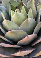 New Mexico Century Plant, Phoenix Desert Botanical Garden