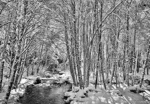 Coal Creek, Snowy Trees, Winter