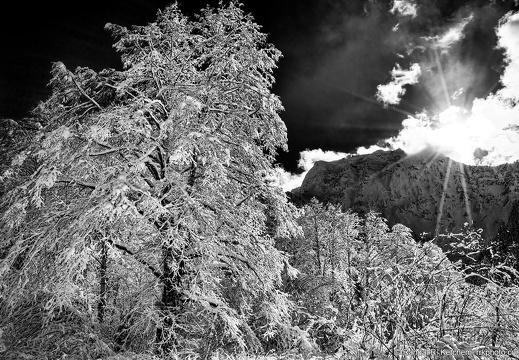 Large Snowy Tree, Big Four Mountain, Setting Sun