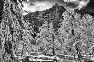 Big Four Mountain, Setting Sun, Snow Covered Grove