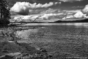 Washington Park Loop, Tree Over Water