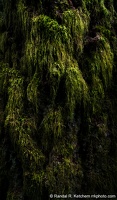 Douglas Fir, Moss, Cloudy Day