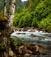 South Fork Sauk River, Aspen