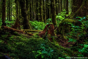 Forest along NF-4020