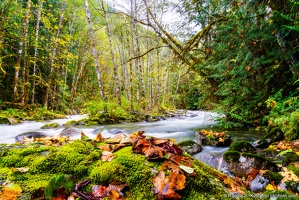 Money Creek, Birch Island, Moss Rock