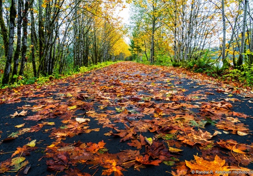 Whitehorse Trail, Leaves on Path