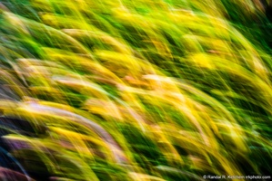 Flowering Bush Abstract