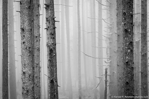 Trees in Fog Along Mount Pilchuck