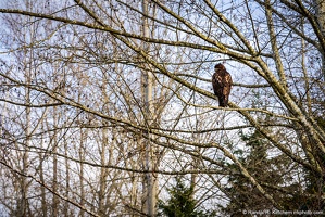 Red Tail Hawk, Lowell Riverfront Trail