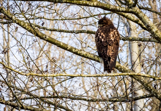 Red Tail Hawk, Cold Shoulder, Lowell Riverfront Trail