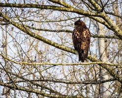 Red Tail Hawk, Cold Shoulder, Lowell Riverfront Trail