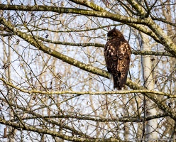Red Tail Hawk, Cold Shoulder, Lowell Riverfront Trail