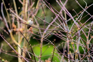 Hummingbird, Between the Feeds
