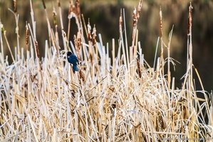 Red-Winged Blackbird, Lowlands Farm