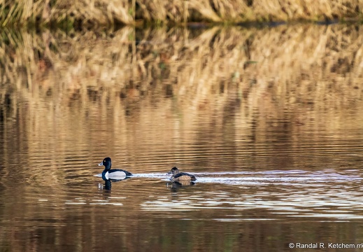 Ring-necked Ducks Pair, Lowlands Farm