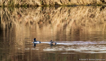 Ring-necked Ducks Pair, Lowlands Farm