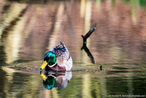 Mallard, Discovery Park Pond