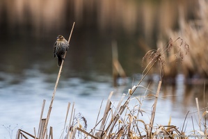 Red-winged Blackbird Perched, Lowlands Farm