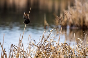 Red-winged Blackbird Singing, Lowlands Farm