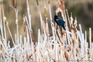 Red-Winged Blackbird Singing, Lowlands Farm