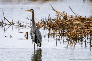 Great Blue Heron, Are You Looking at Me