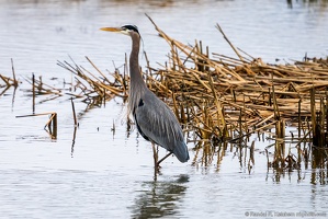 Great Blue Heron, Walking Tall