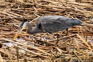 Great Blue Heron, Just a Snack