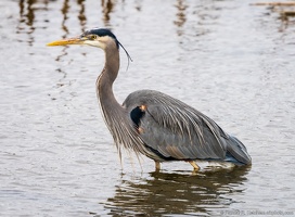 Great Blue Heron, Deep Wade