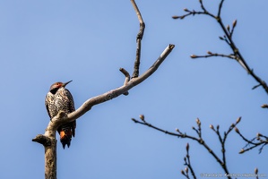 Northern Flicker, Wistful