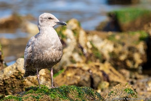 Glaucous-winged Gull, Enjoying the Sun