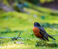 American Robin, Enjoying the Moss