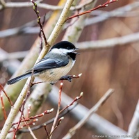 Black-capped Chickadee, Singing