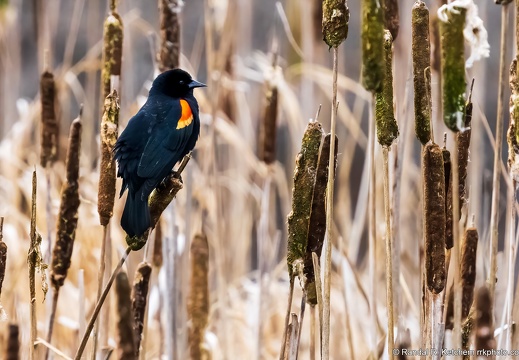 Red-winged Blackbird on Cattail, Wetlands