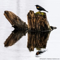 Red-winged Blackbird, Stump in Water