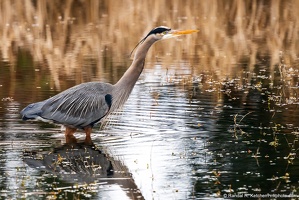 Great Blue Heron, Finish Line