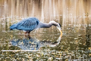 Great Blue Heron, Spearing Dinner