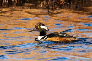 Hooded Merganser, Wet Head