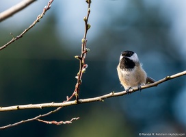 Black-capped Chickadee, Spring Branch