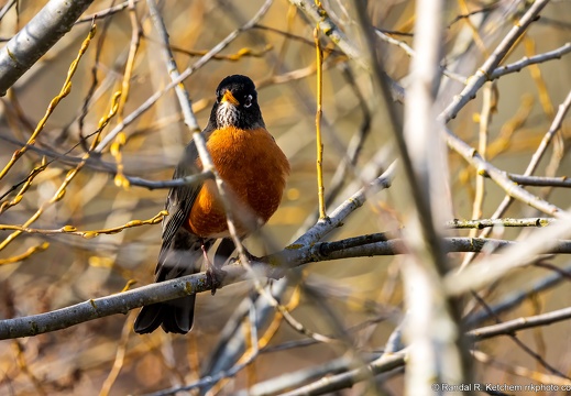 American Robin Amongst the Branches