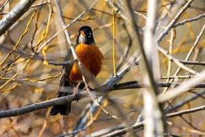 American Robin Amongst the Branches