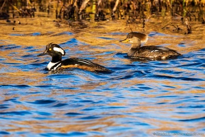 Hooded Mergansers, Together