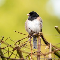 Dark-eyed Junco, Puffy