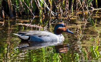Green-winged Teal, Cruising the Reeds