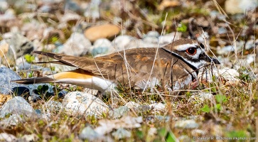 Killdeer, Hiding in Plain Sight