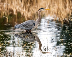 Great Blue Heron, Stately Gaze