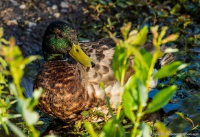 Mallard, Resting