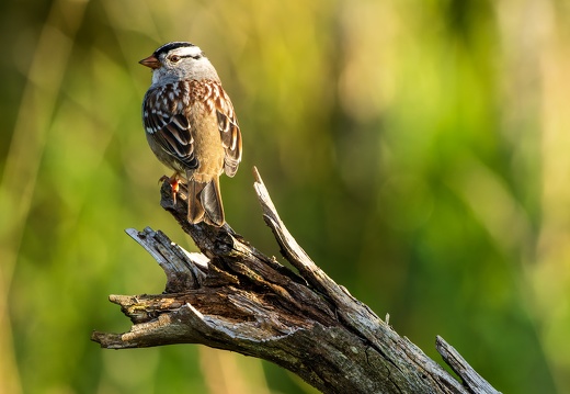 White-crowned Sparrow, Brody Pond Nature Preserve