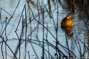 Mallard, Lonely