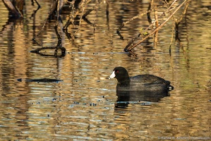 American Coot, Amongst the Branches